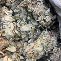 金钱草扎把金钱草广西金钱草支持线上交易量大从优