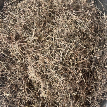 白花蛇舌草白花蛇舌草切段筛粉
