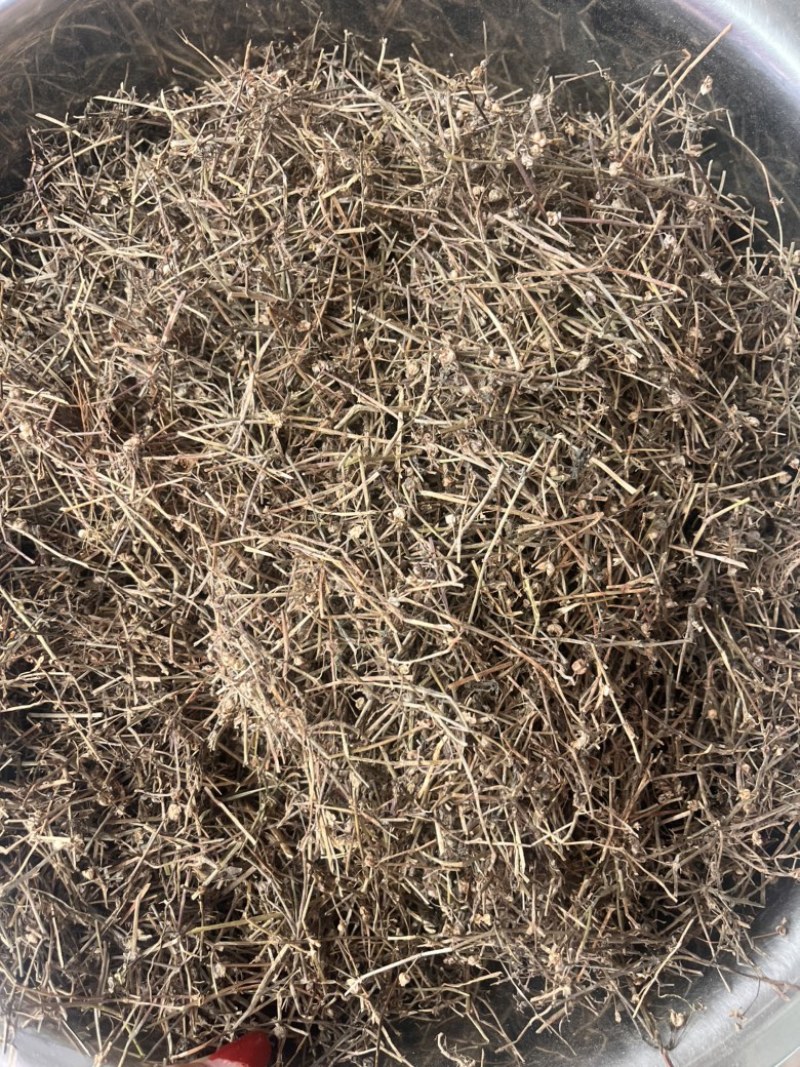白花蛇舌草白花蛇舌草切段筛粉