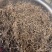白花蛇舌草白花蛇舌草切段筛粉