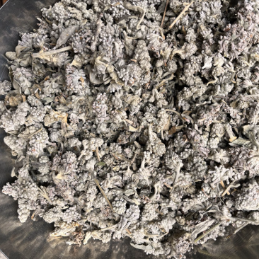 密蒙花密蒙花