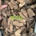 勒茨菇簕茨菇一公斤起发勒茨菇足干