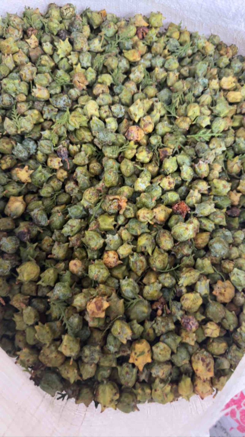柏树果大量上市，可现场看货