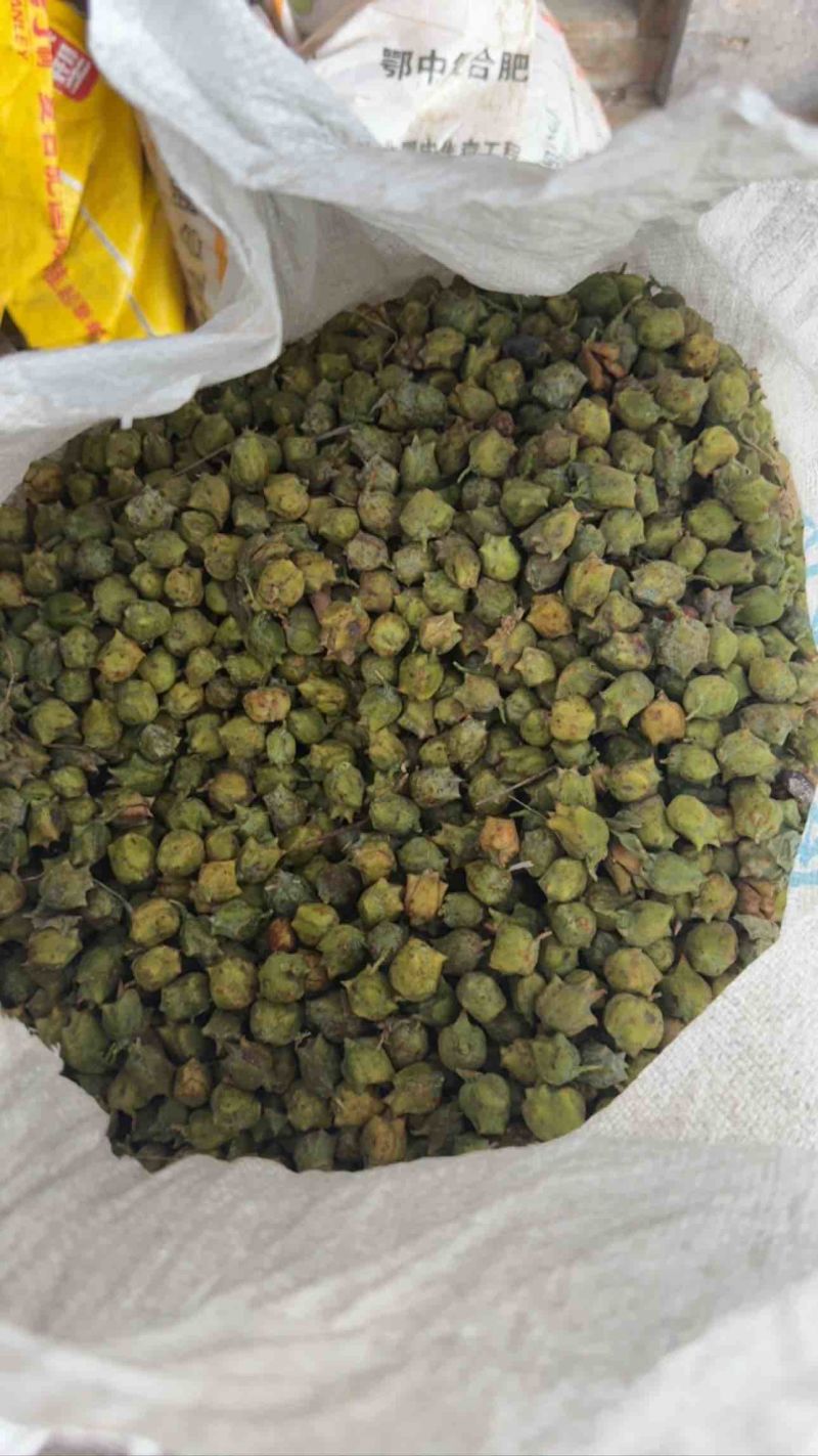 柏树果大量上市，可现场看货