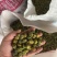 柏树果大量上市，可现场看货