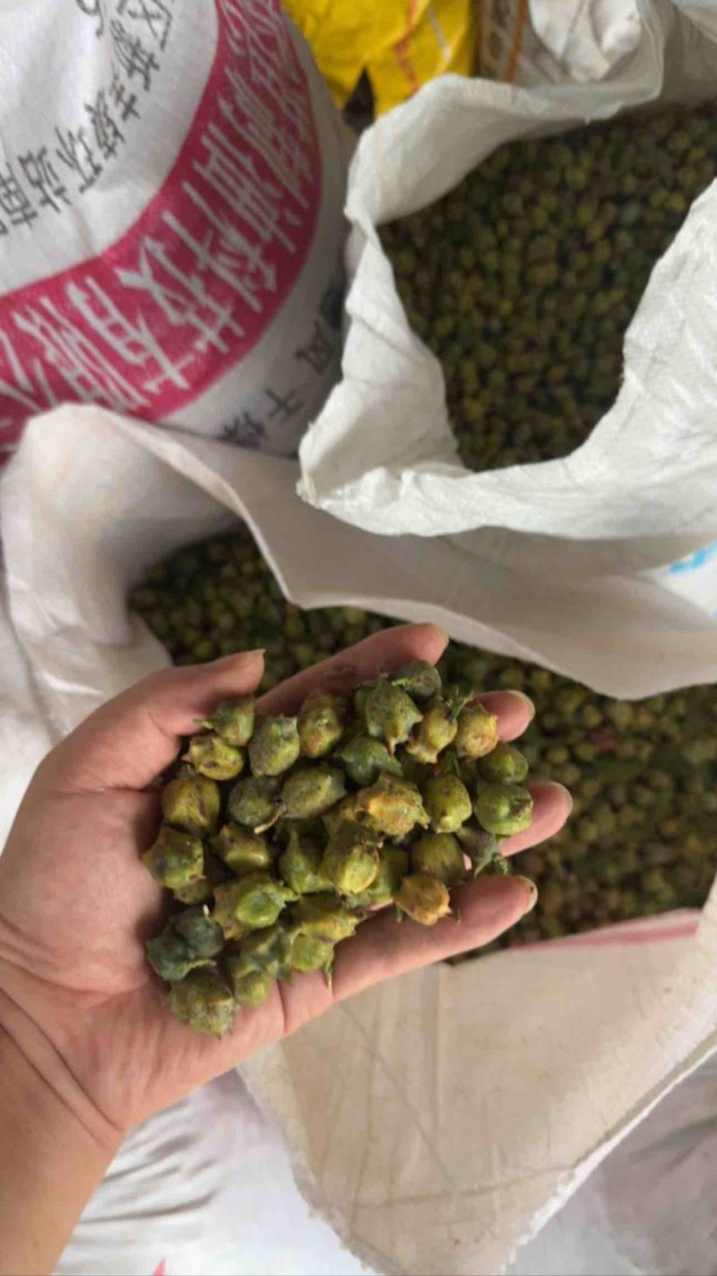 柏树果大量上市，可现场看货
