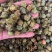 柏树果大量上市，可现场看货