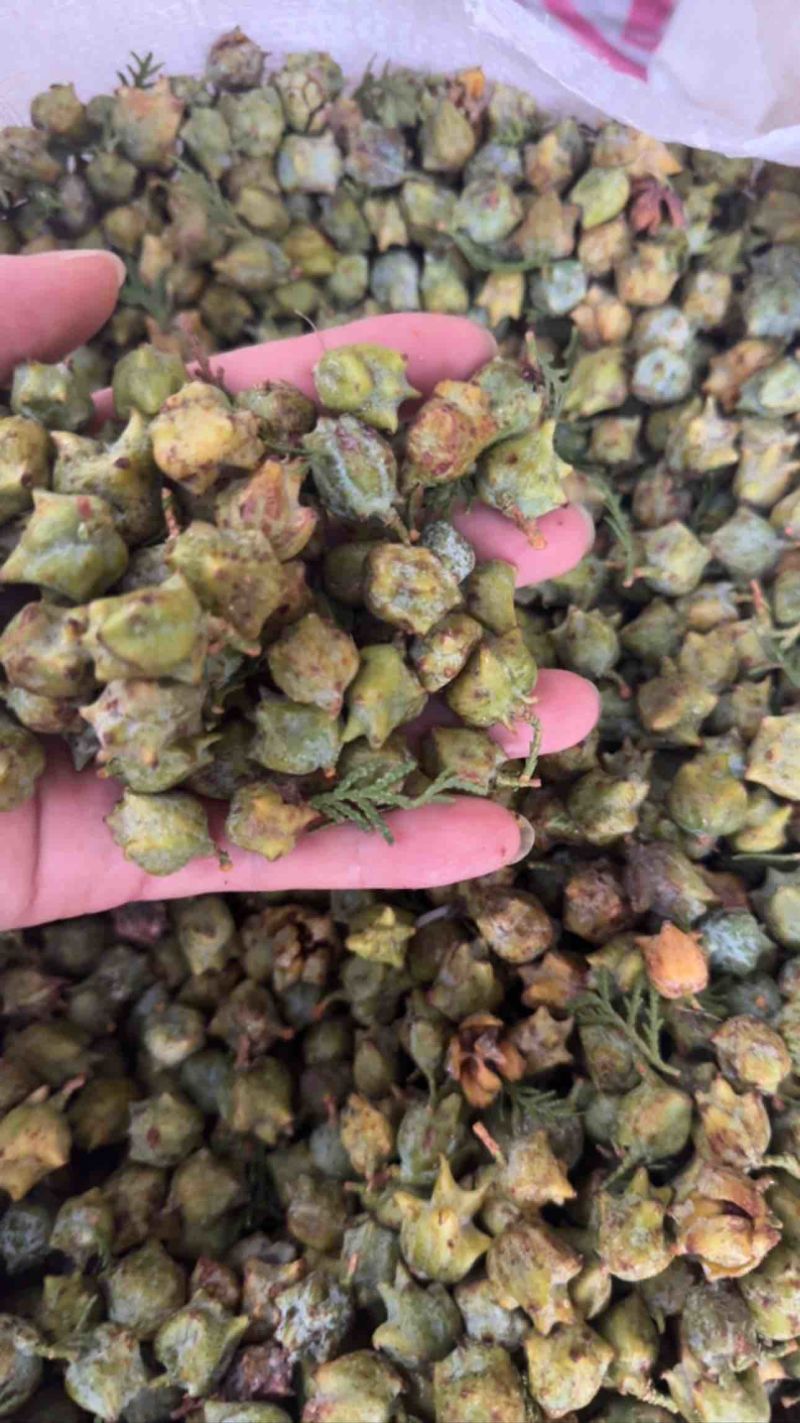 柏树果大量上市，可现场看货
