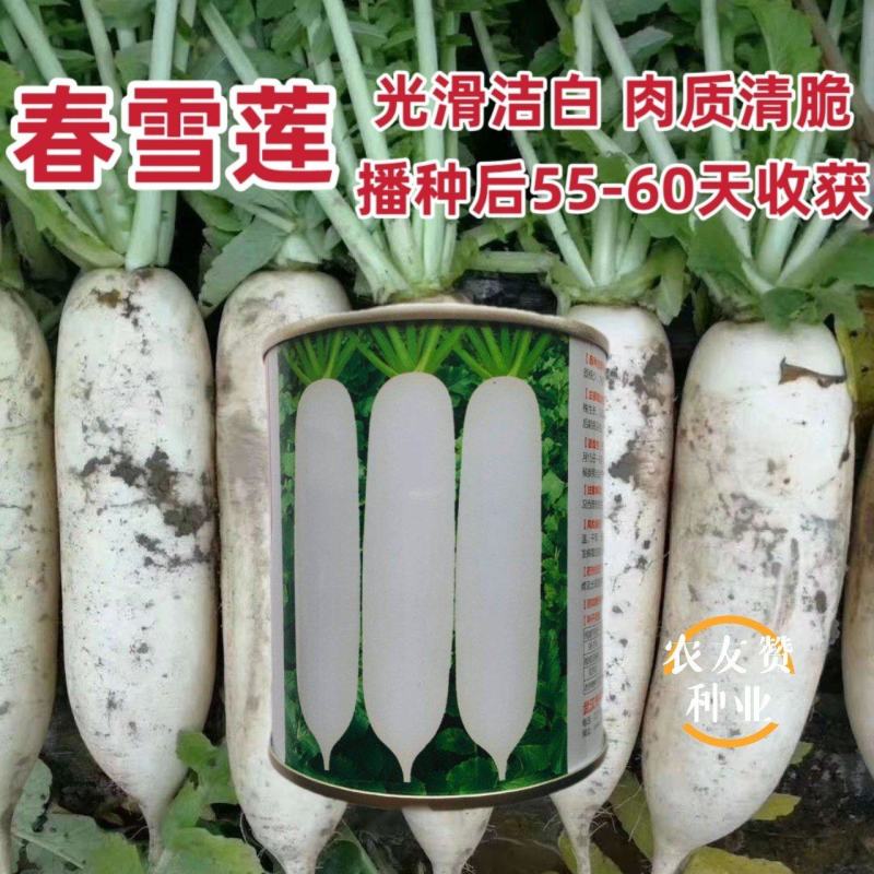千里颂春雪莲白萝卜种子韩国一代杂交春秋两用白萝卜种籽清脆