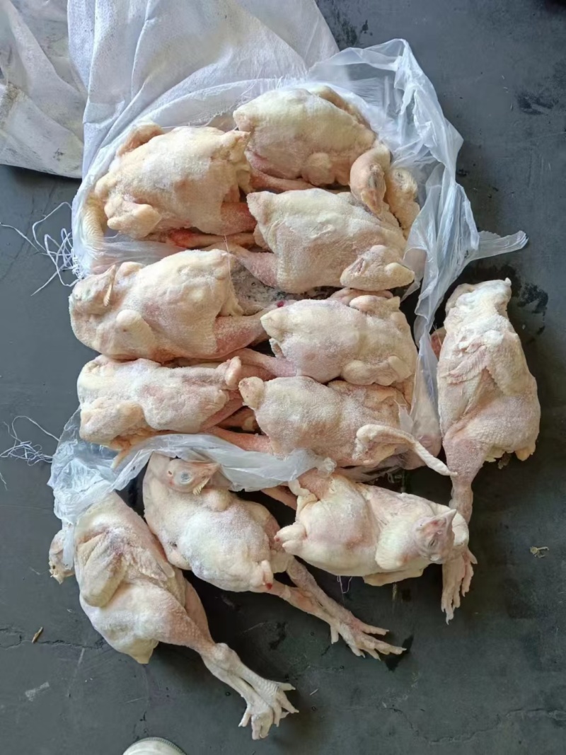 三黄鸡