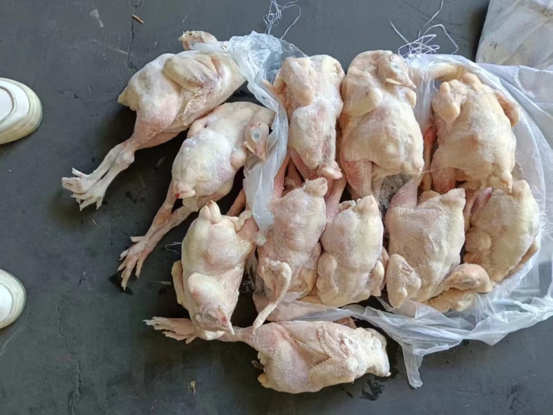 三黄鸡