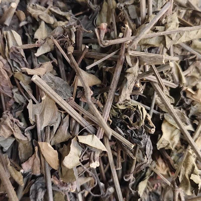 红丝线草