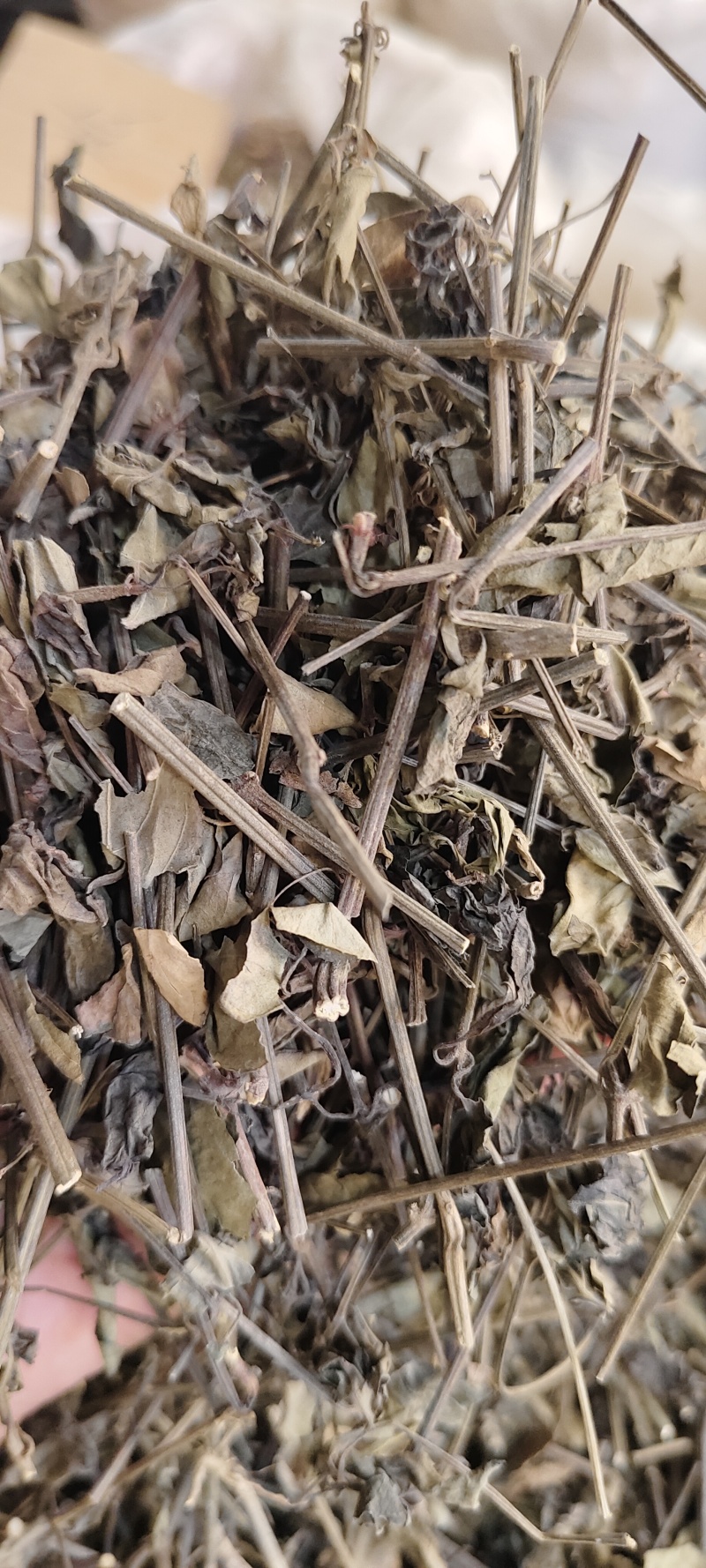 红丝线草
