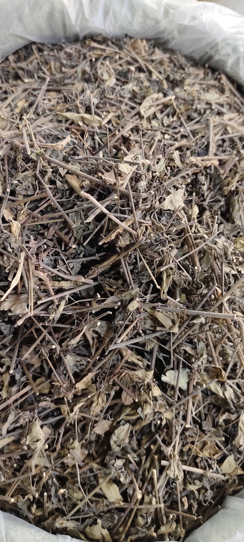 红丝线草
