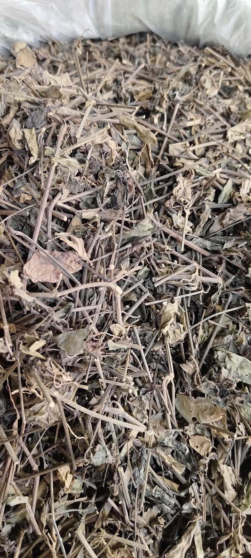 红丝线草