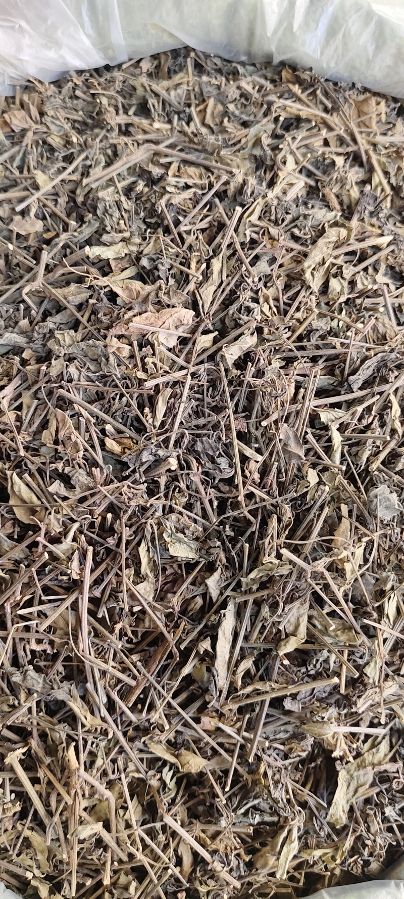 红丝线草