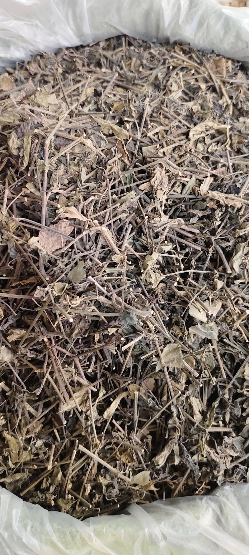 红丝线草