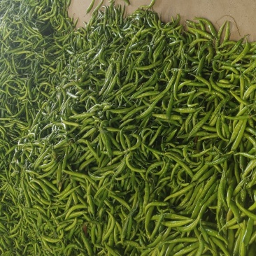 航椒量大品优，欢迎广大客户洽谈合作