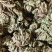 小卷柏，大量精品，全国发货，欢迎各位老板下单。