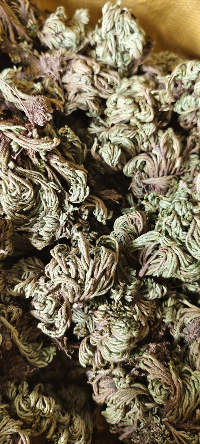 小卷柏，大量精品，全国发货，欢迎各位老板下单。