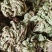 小卷柏，大量精品，全国发货，欢迎各位老板下单。