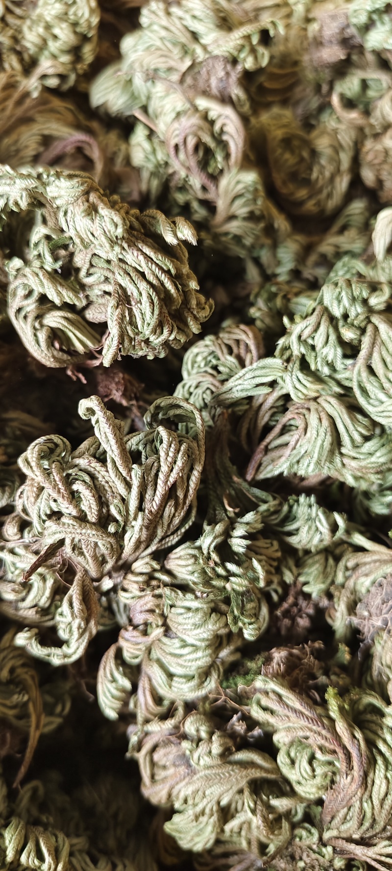 小卷柏，大量精品，全国发货，欢迎各位老板下单。