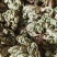 小卷柏，大量精品，全国发货，欢迎各位老板下单。