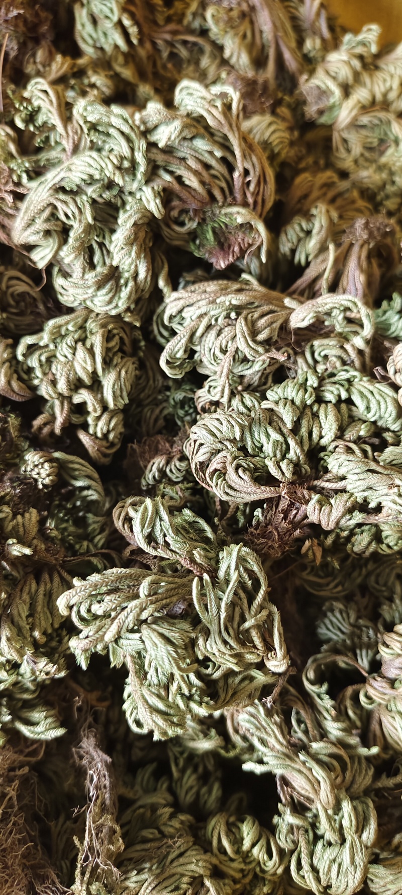 小卷柏，大量精品，全国发货，欢迎各位老板下单。