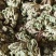小卷柏，大量精品，全国发货，欢迎各位老板下单。