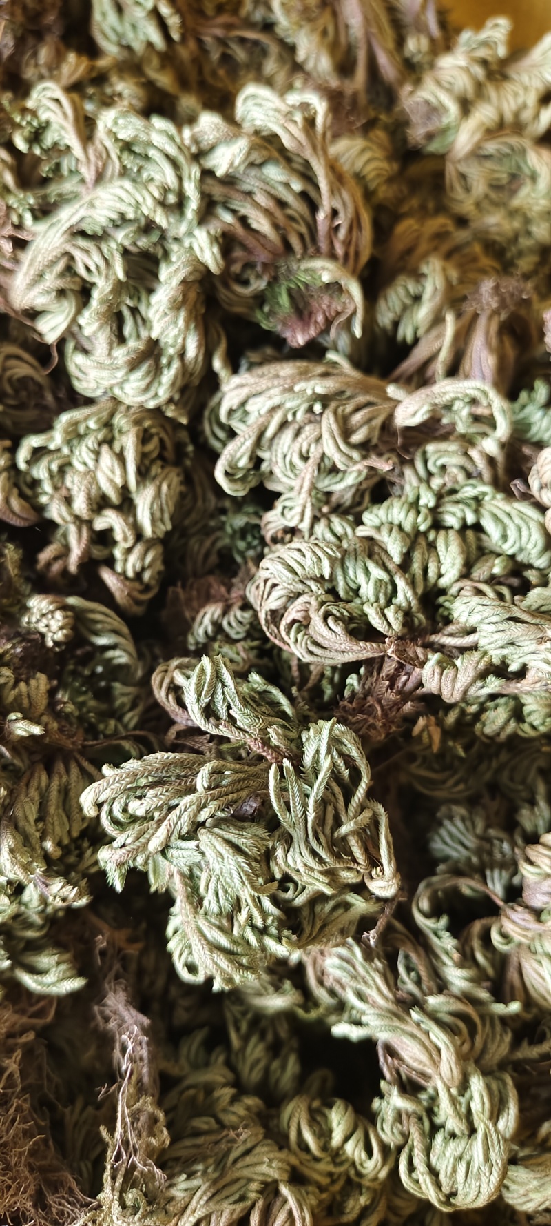 小卷柏，大量精品，全国发货，欢迎各位老板下单。