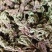 小卷柏，大量精品，全国发货，欢迎各位老板下单。