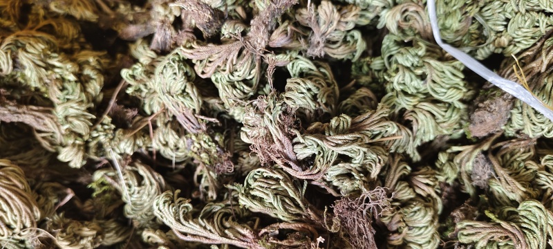 小卷柏，大量精品，全国发货，欢迎各位老板下单。
