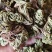 小卷柏，大量精品，全国发货，欢迎各位老板下单。