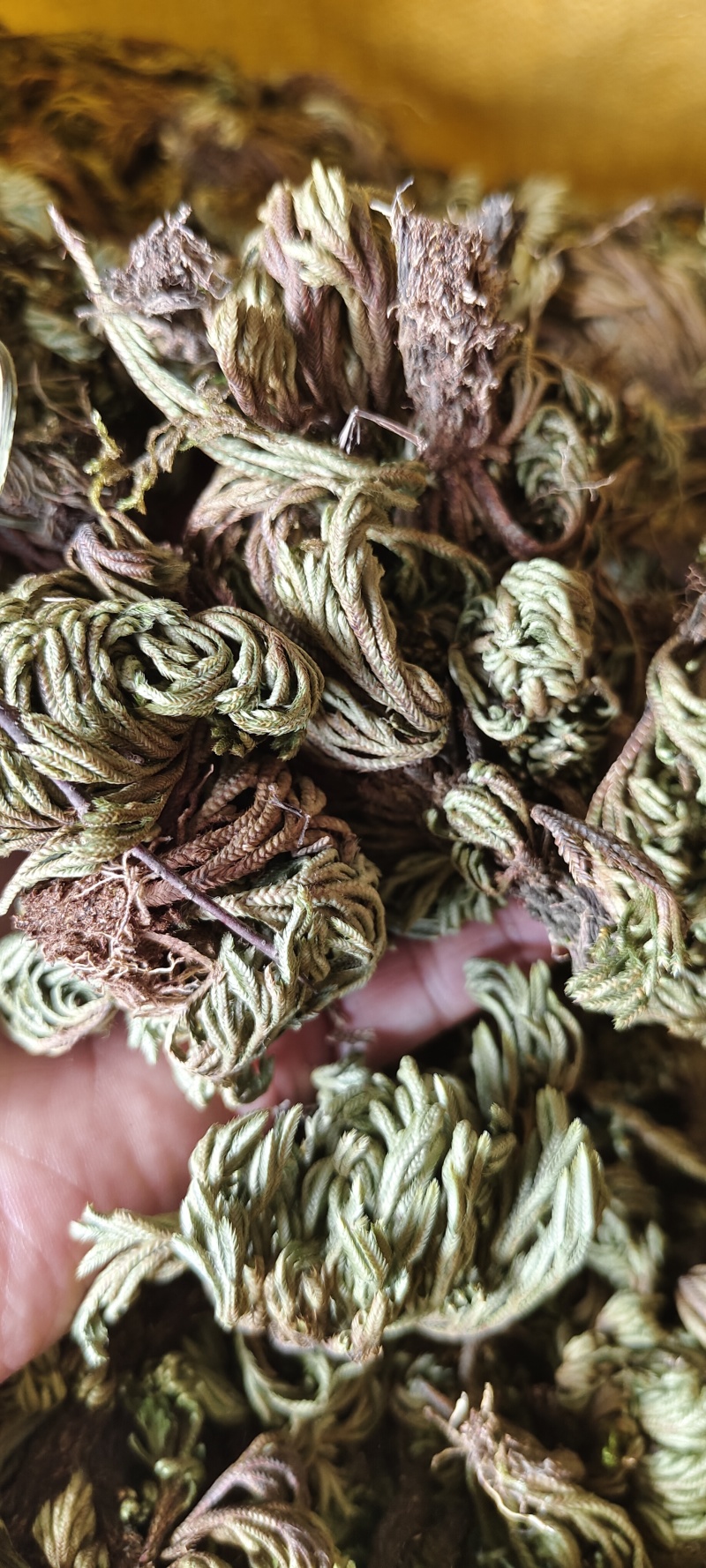 小卷柏，大量精品，全国发货，欢迎各位老板下单。