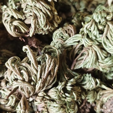 小卷柏，大量精品，全国发货，欢迎各位老板下单。