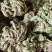 小卷柏，大量精品，全国发货，欢迎各位老板下单。