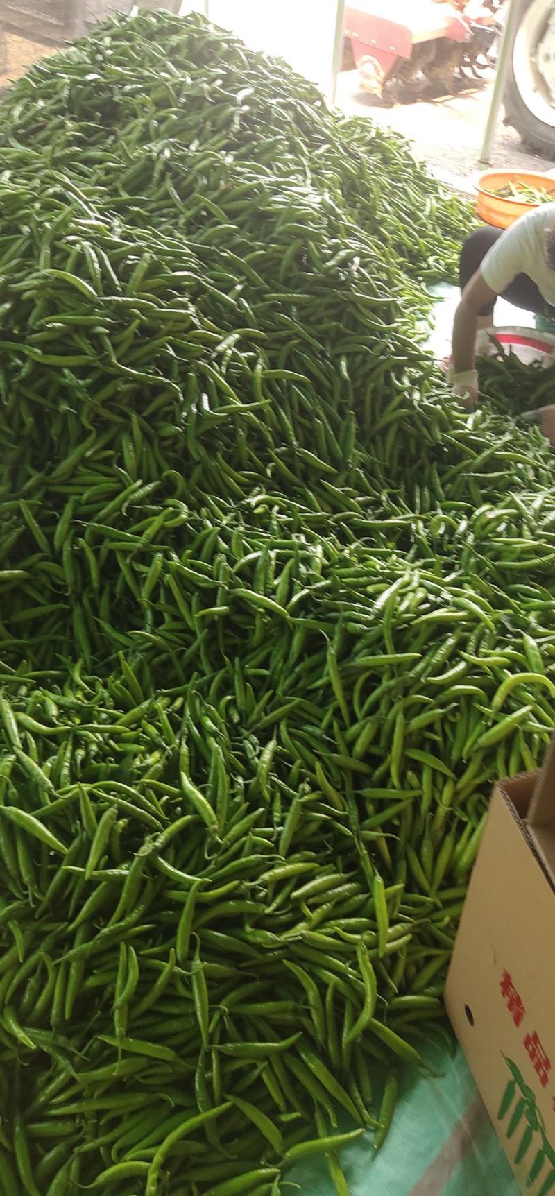 航椒量大品优，欢迎广大客户洽谈合作