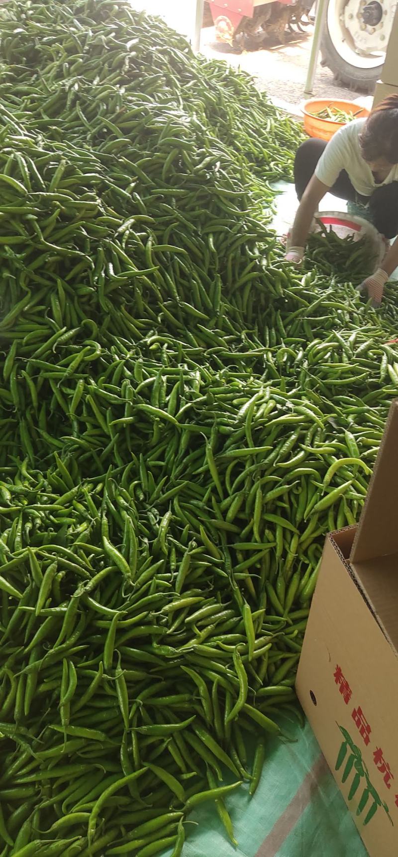 航椒量大品优，欢迎广大客户洽谈合作