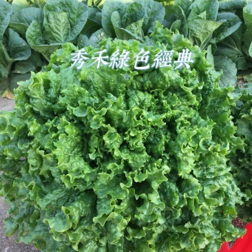 秀禾散叶生菜种子，深绿色，耐寒耐热，叶厚叶多，皱深速生