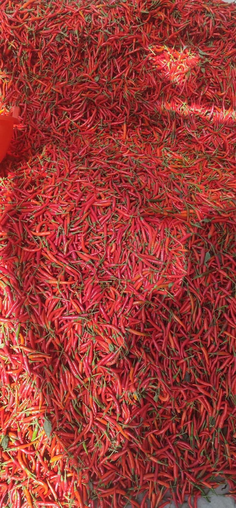 小米椒