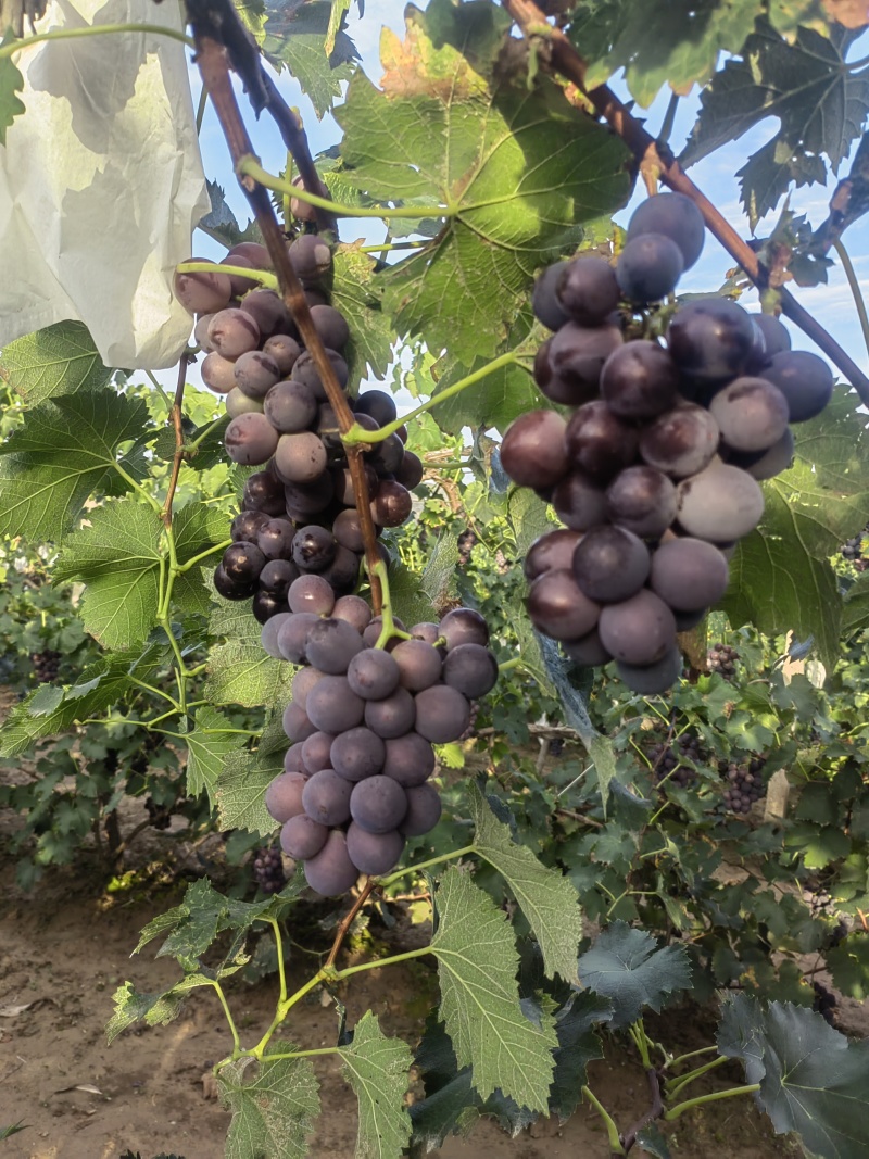 巨峰葡萄自然果