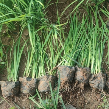 精品马兰,青州基地直销,质量好价格低量大