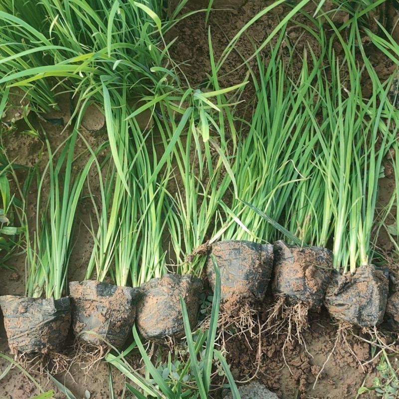 精品马兰，青州基地直销，质量好价格低量大