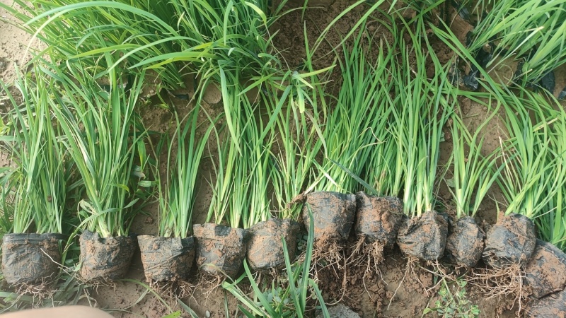 精品马兰，青州基地直销，质量好价格低量大