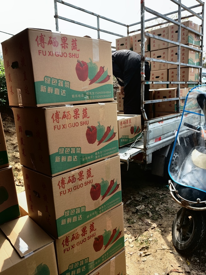 福建漳州黄皮尖椒螺丝椒场地代办