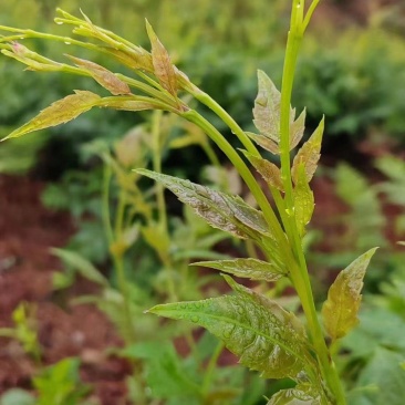 湘西莓茶