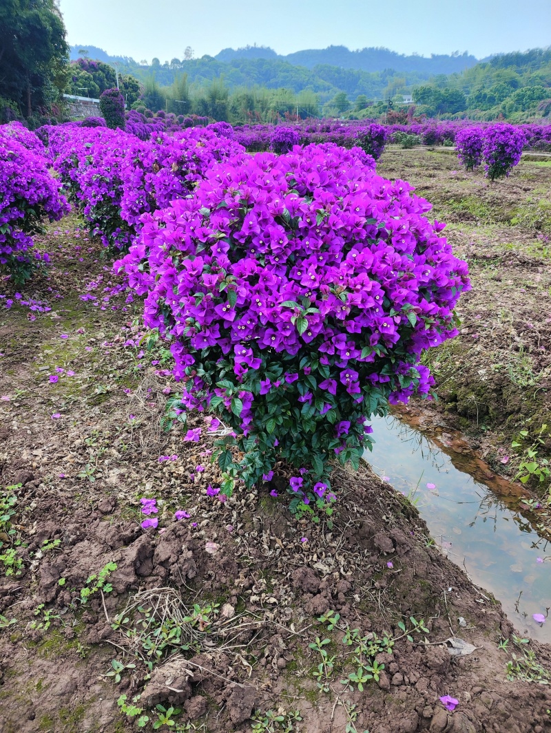 紫花三角梅球