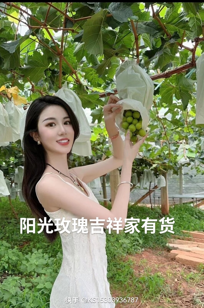 阳光玫瑰大量上市供应超市赶集货电商等各种客户