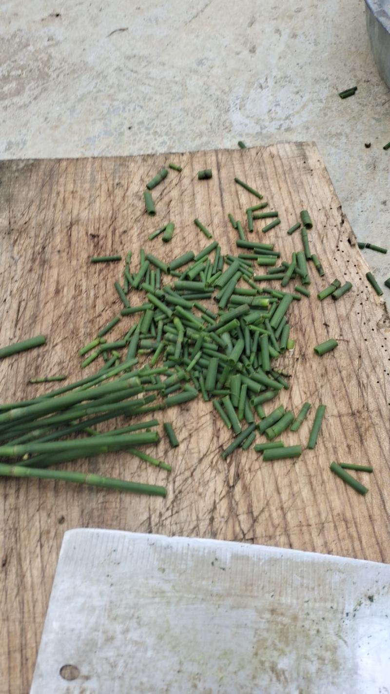 节节草全野生可视频看货欢迎老板们下单选购