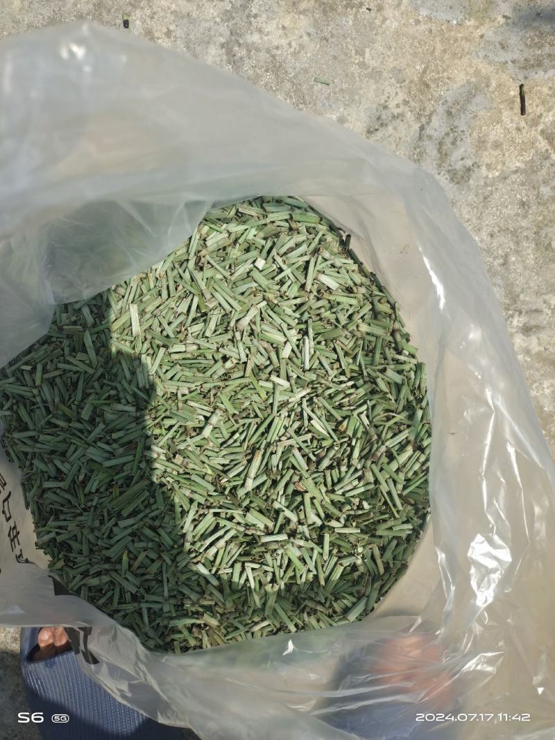 节节草全野生可视频看货欢迎老板们下单选购